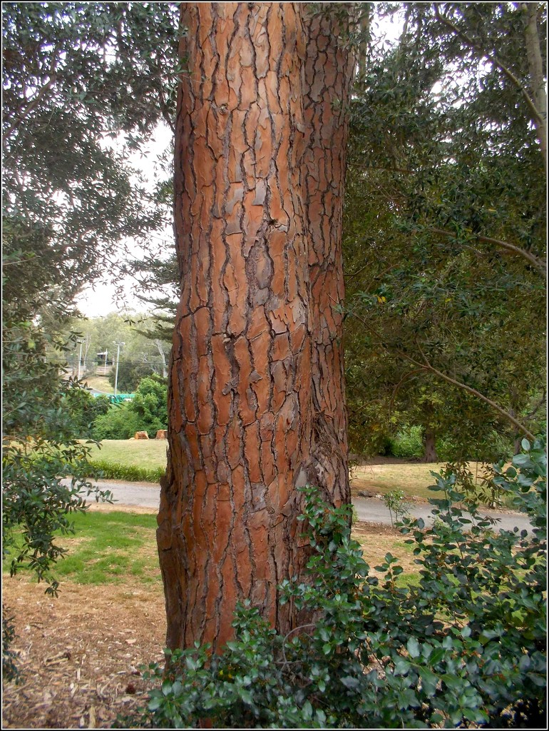 beautiful bark by cruiser
