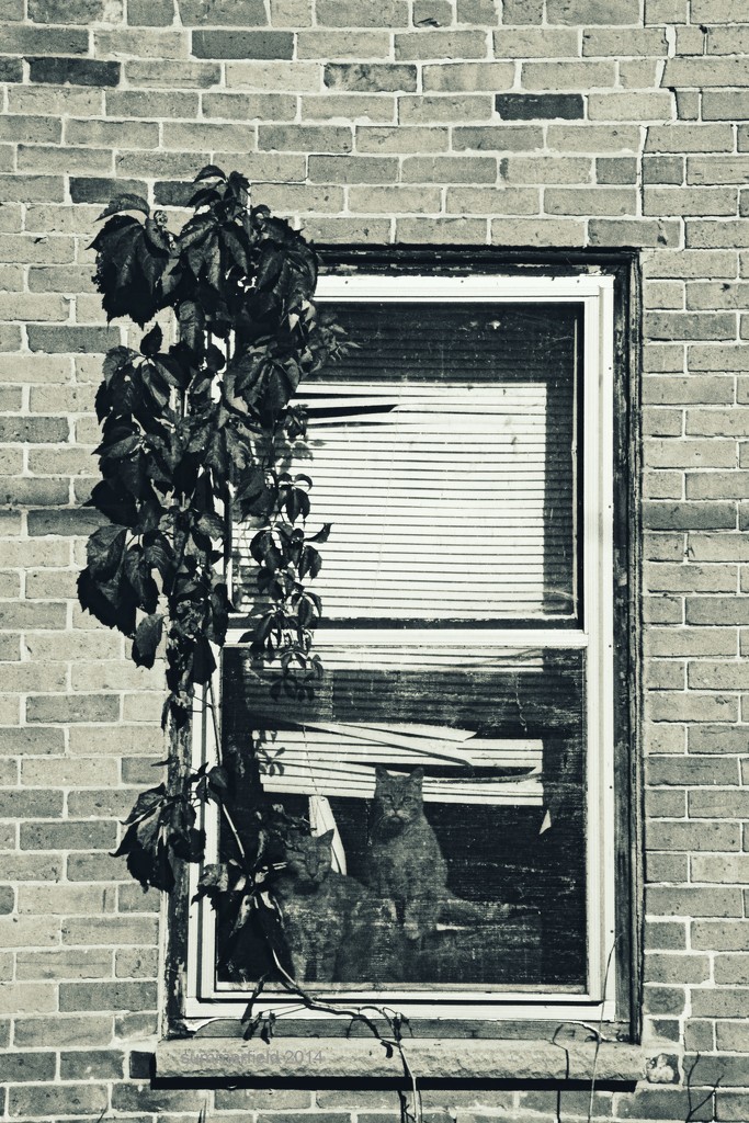 how much are the kitties in the window? by summerfield