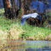 The Old Heron from the Lonely Lake by genealogygenie