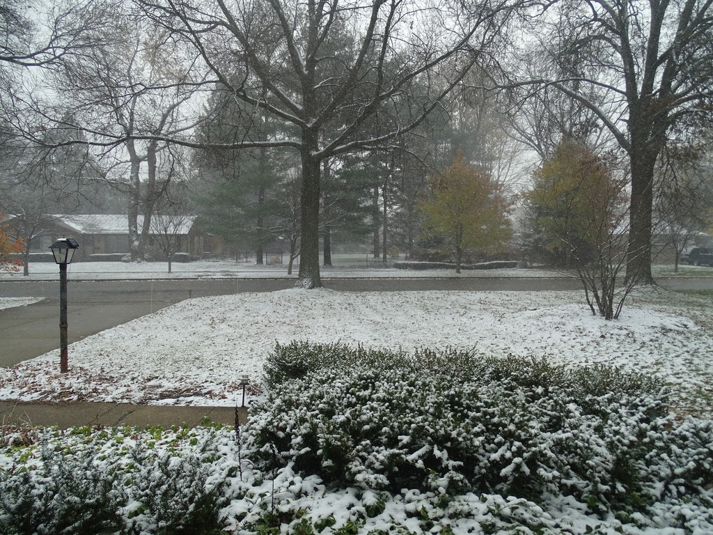 Front Yard 2:  Snow Flurries by annepann