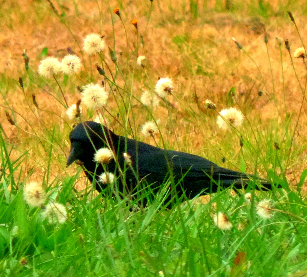 Crow's in the Clover, Over and Over.... by homeschoolmom