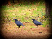 14th Nov 2014 - Two crows, twice as creepy!