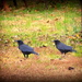 Two crows, twice as creepy! by homeschoolmom
