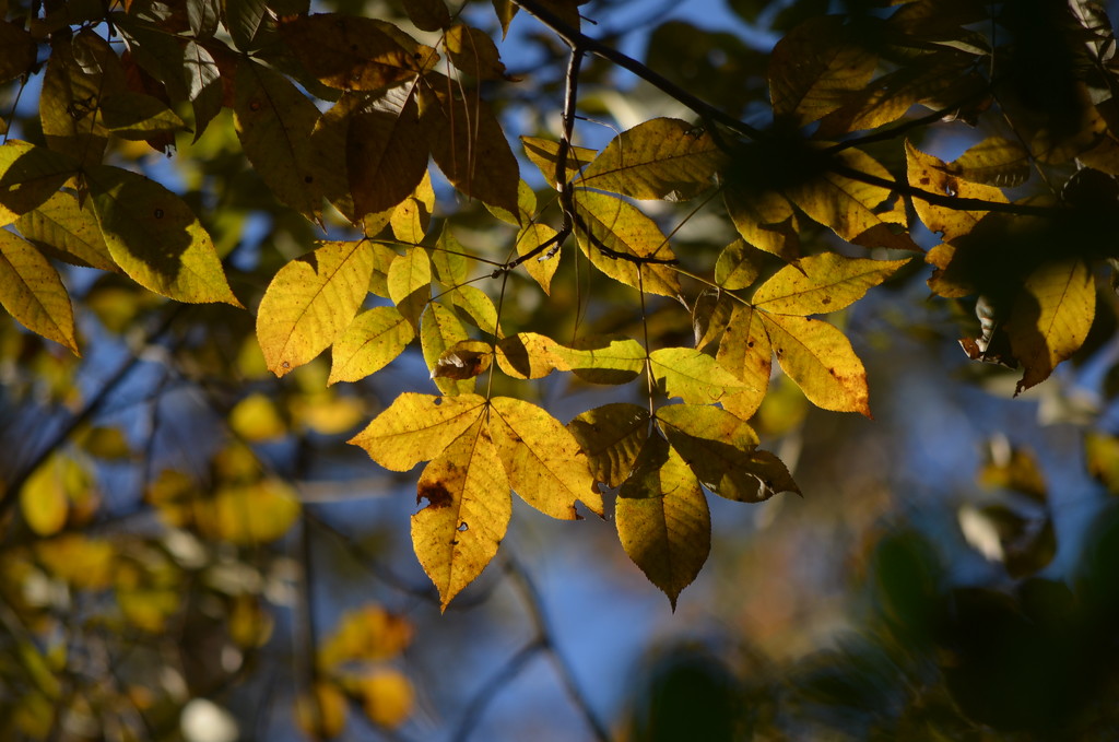 Golden hickory leaves, a sign of late Autumn in coastal South Carolina by congaree