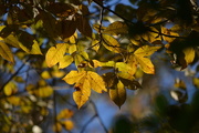 11th Nov 2014 - Golden hickory leaves, a sign of late Autumn in coastal South Carolina