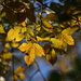 Golden hickory leaves, a sign of late Autumn in coastal South Carolina by congaree
