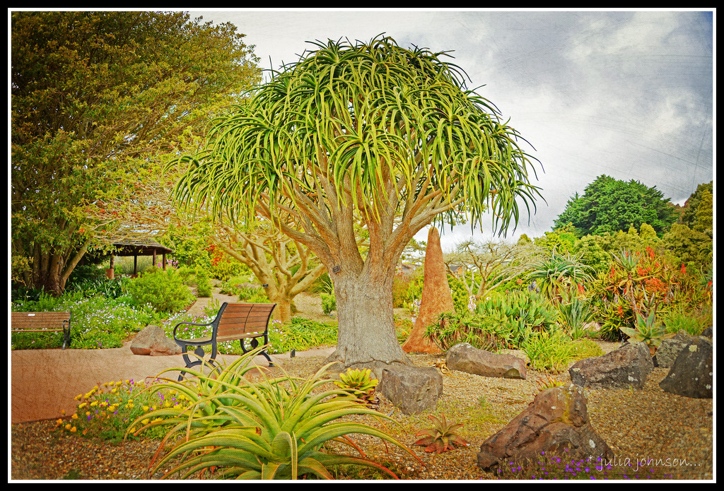 Aloe Tree by julzmaioro