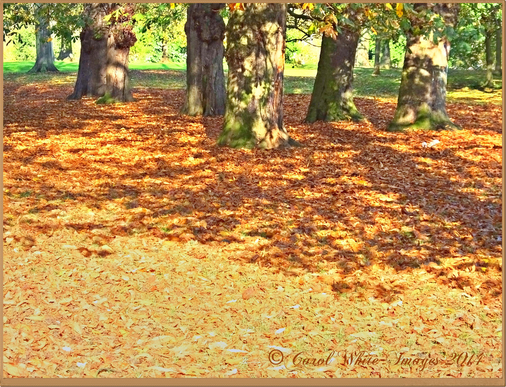 Autumn Shadows by carolmw