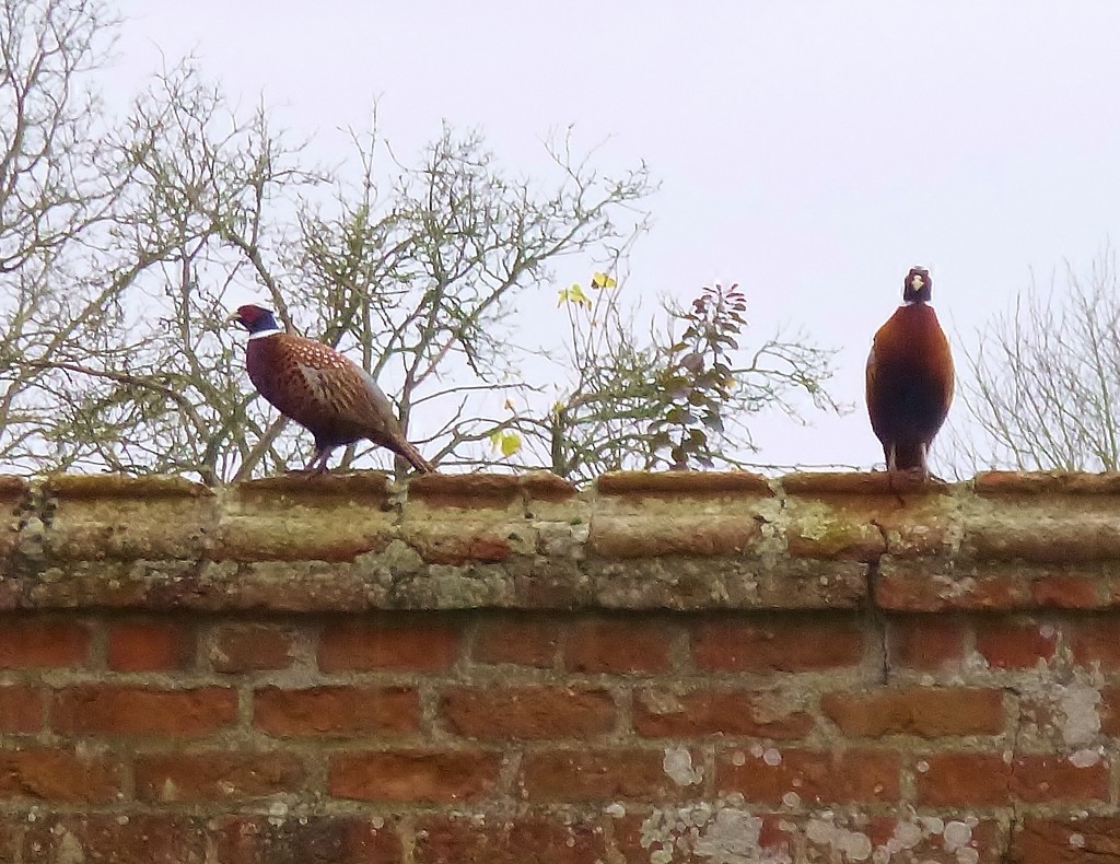 Pheasants on the wall by lellie