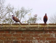 3rd Nov 2014 - Pheasants on the wall