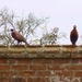 Pheasants on the wall by lellie