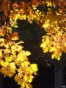 14th Nov 2014 - Light, Camera, SOOC Tree