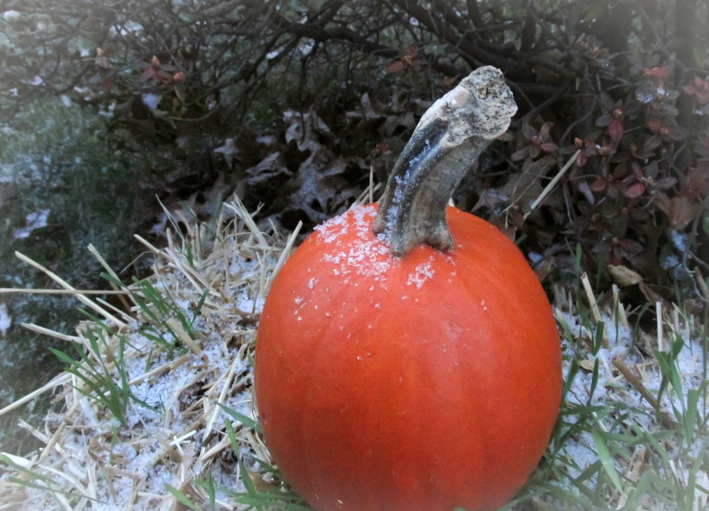 There's snow on my pumpkin by mittens