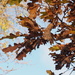 Autumnal Oak by philhendry