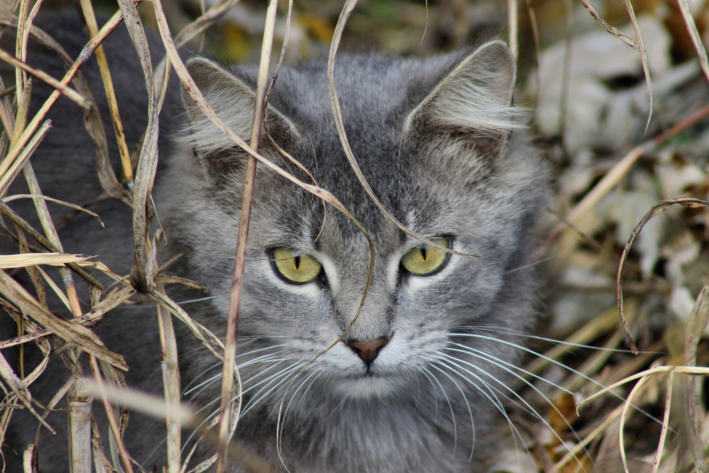 Jungle cat by cjwhite