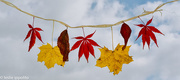 14th Nov 2014 - Hanging On To Fall