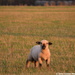 A sheep in the Sun by motorsports