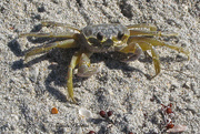 14th Nov 2014 - Fiddler Crab