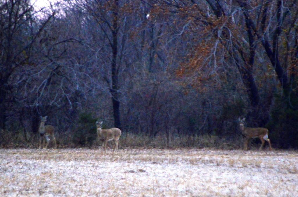 Doe Trio by kareenking