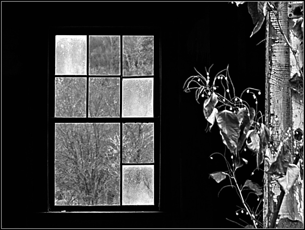 Mondrian's Barn Window by olivetreeann