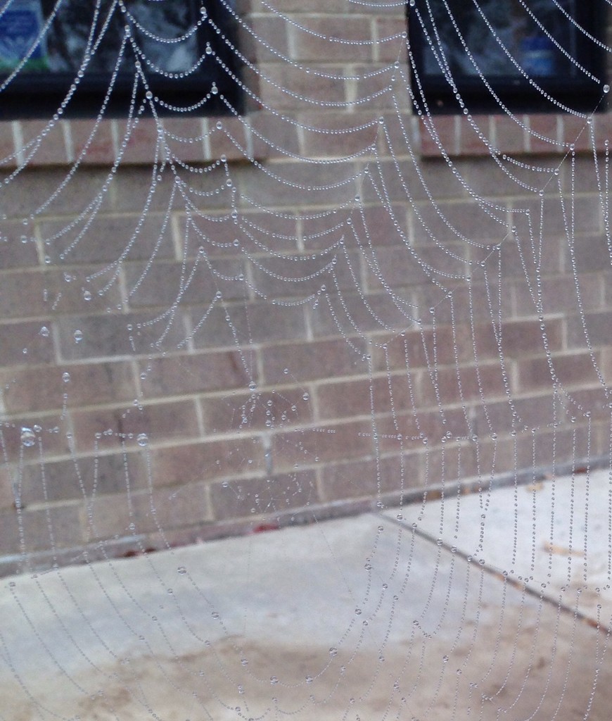 there's a web like a spider's web by wiesnerbeth