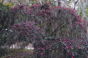 15th Nov 2014 - Majestic ancient sasanqua camellia 