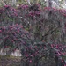 Majestic ancient sasanqua camellia  by congaree