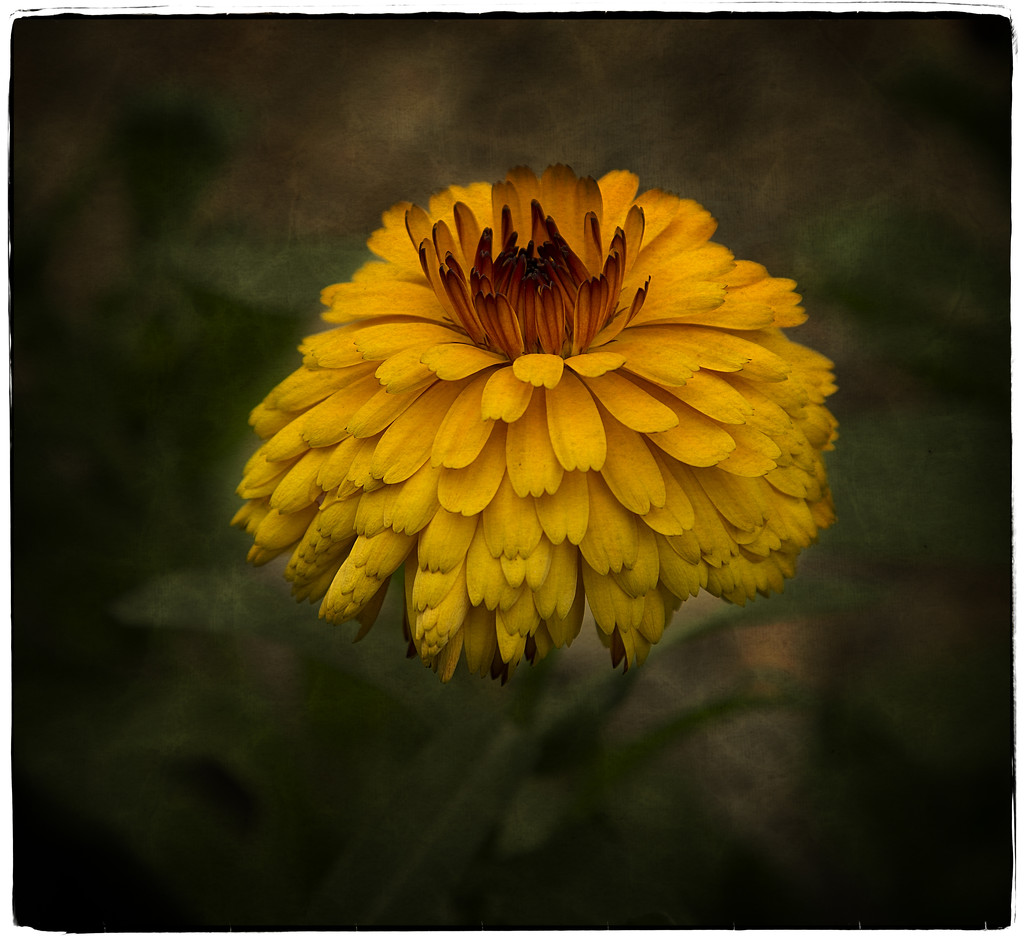 flower2 by rustymonkey