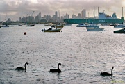 15th Nov 2014 - Big city, big ship, little boats & three swans.