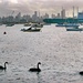 Big city, big ship, little boats & three swans. by teodw