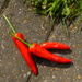 First chillies by lellie