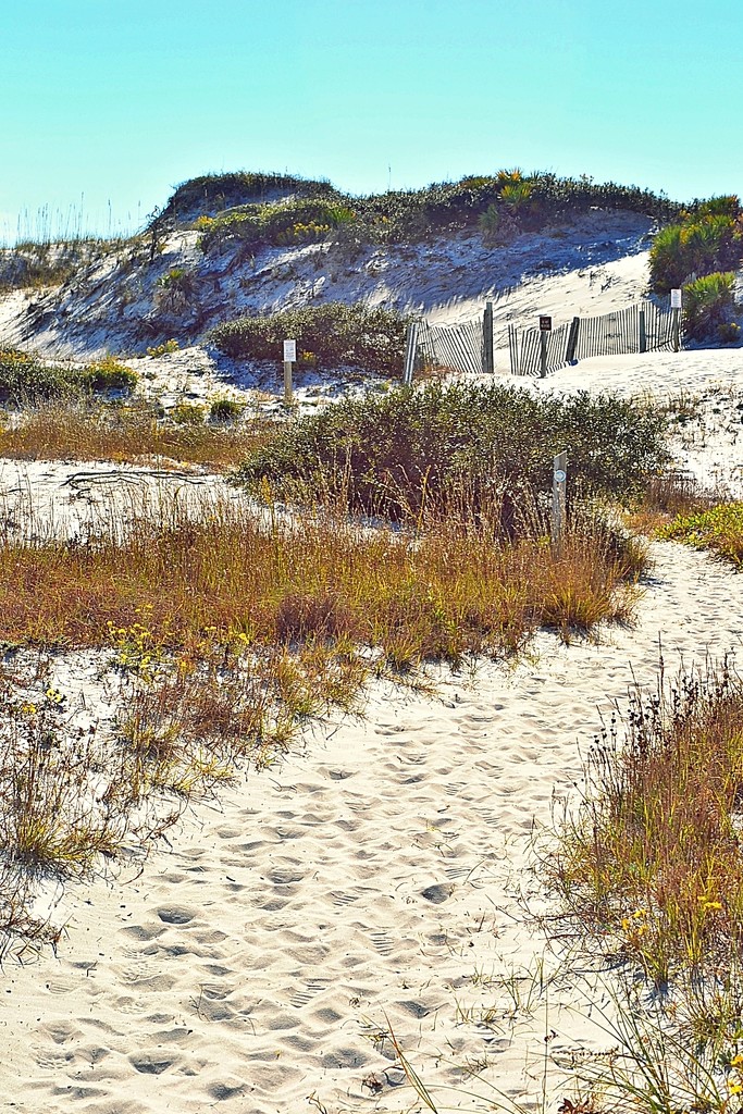 Sand dunes nature trail by soboy5