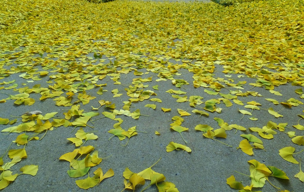 Follow The Yellow Leaf Road by linnypinny
