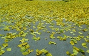 15th Nov 2014 - Follow The Yellow Leaf Road