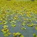 Follow The Yellow Leaf Road by linnypinny