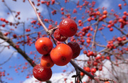 15th Nov 2014 - Berries on a tree