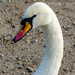 Swan by tonygig