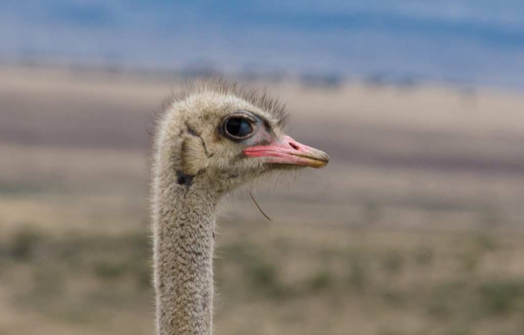 Male Ostrich by salza