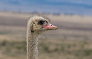 10th Nov 2014 - Male Ostrich