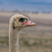 Male Ostrich by salza