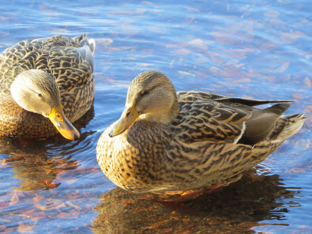 Green Lake Ducks by seattlite