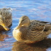 Green Lake Ducks by seattlite