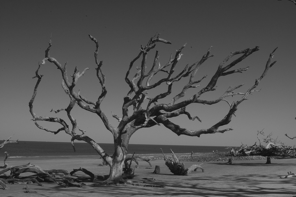 Driftwood Beach by thewatersphotos
