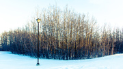 14th Nov 2014 - Entering the Winter World of Narnia