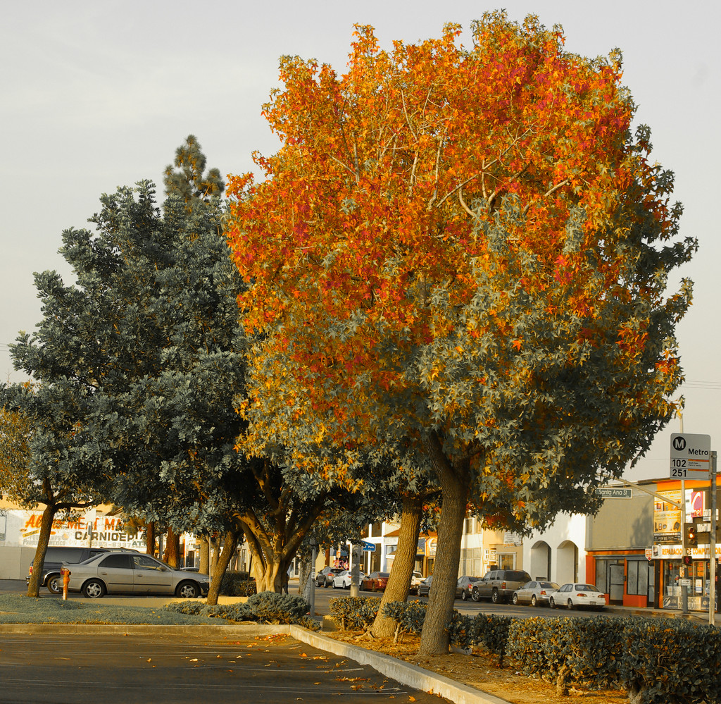 (Day 274) - Tree on Fire by cjphoto