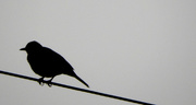 15th Nov 2014 - Bird on a wire.