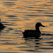 Ducks at sunset by shesnapped