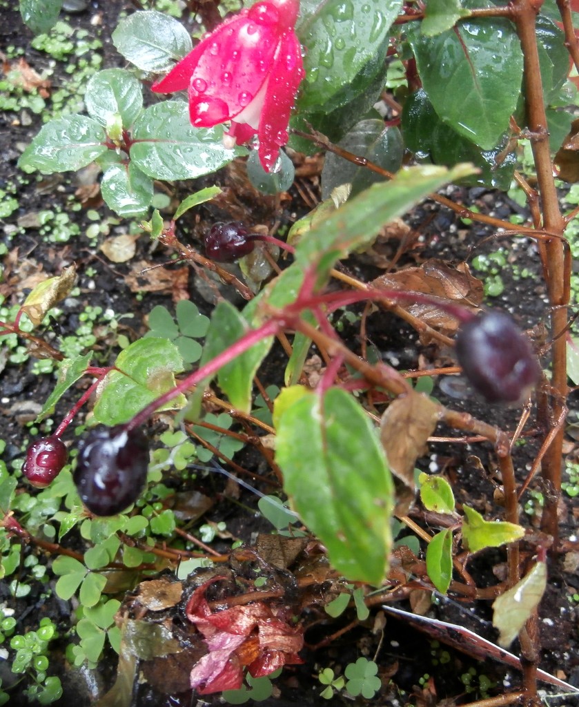 edible fuchsia berries by pandorasecho