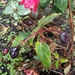 edible fuchsia berries by pandorasecho