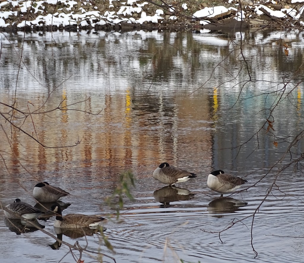 Geese Sleeping in the River by annepann